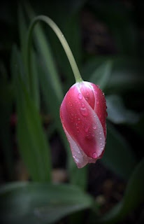 Self Compassion