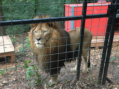 Moses the Lion
