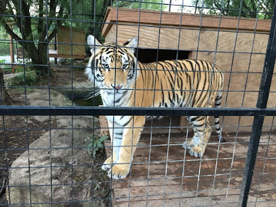 Tati the Tiger