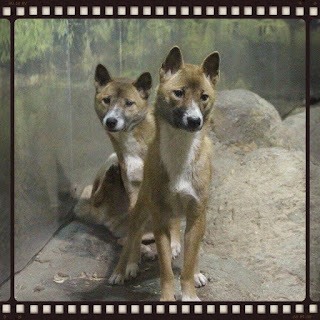 Help Animals Effected By Pandemic