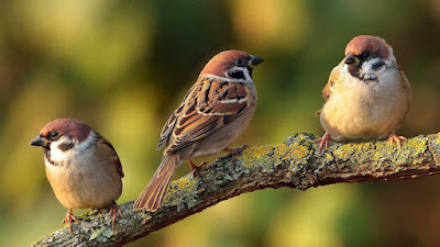 You are Worth More than Many Sparrows